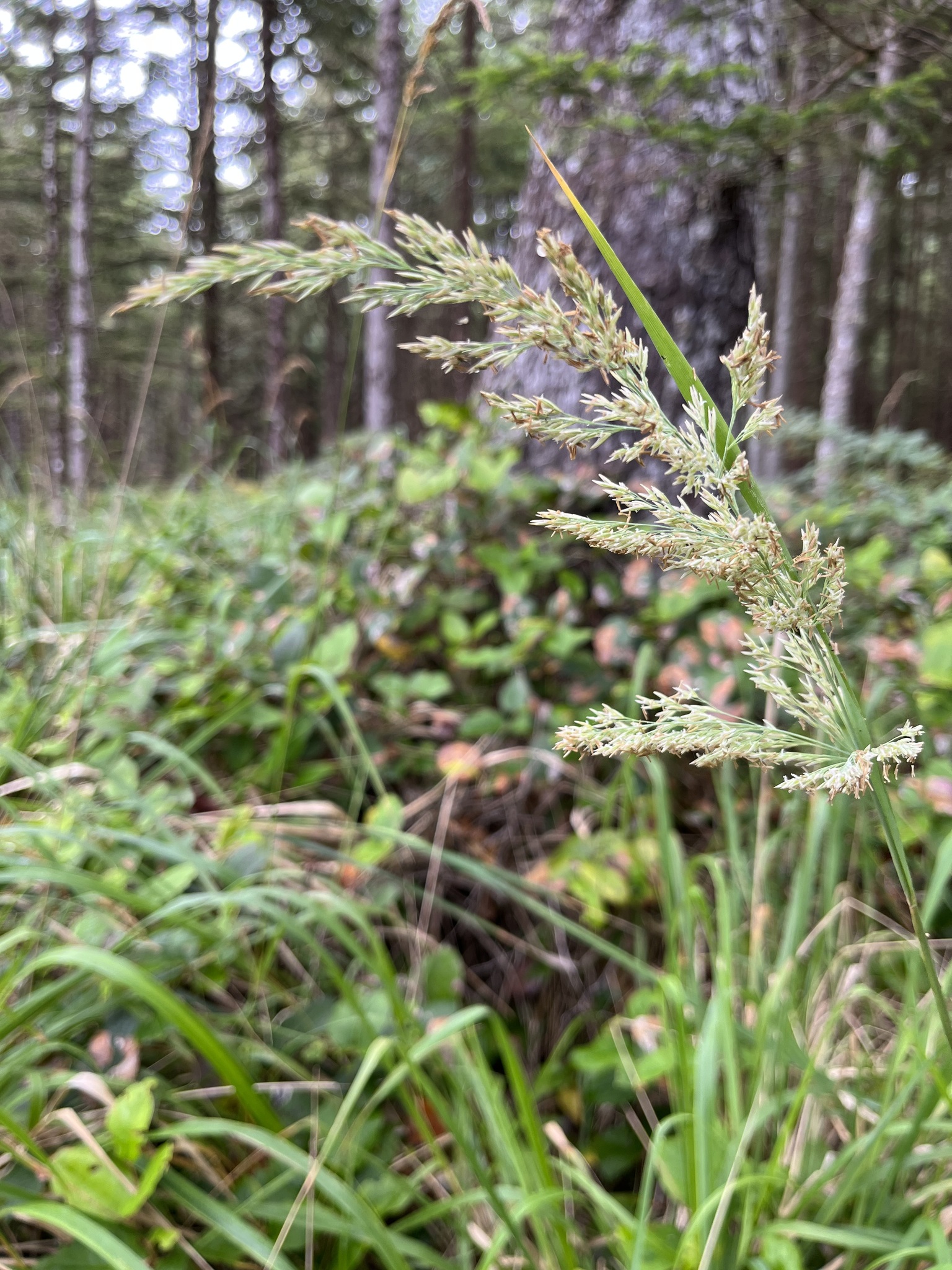 Calamagrostis nutkaensis