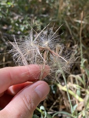 Tragopogon dubius