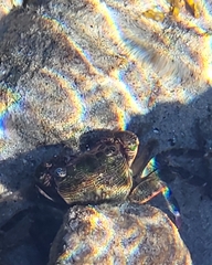 Pachygrapsus crassipes