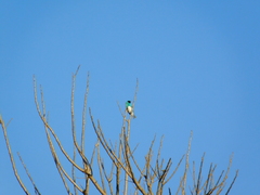 Tersina viridis