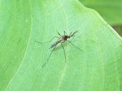 Aedes notoscriptus