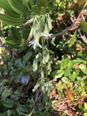 Nabalus trifoliolatus