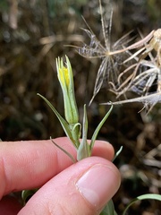 Tragopogon dubius