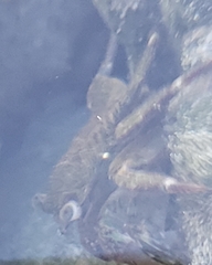 Pachygrapsus crassipes