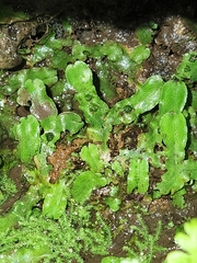 Conocephalum conicum