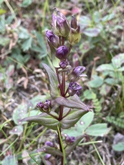 Gentianella amarella acuta