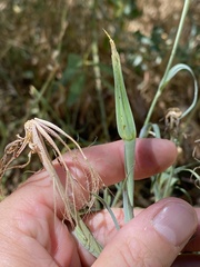 Tragopogon dubius