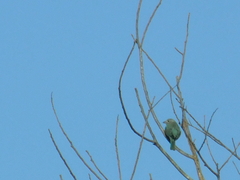 Thraupis sayaca