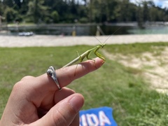 Stagmomantis floridensis