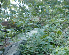 Eupatorium sessilifolium