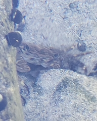 Pachygrapsus crassipes