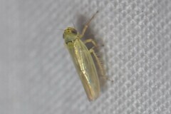 Macrosteles