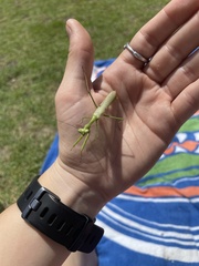 Stagmomantis floridensis
