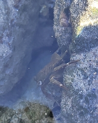 Pachygrapsus crassipes