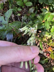 Nabalus trifoliolatus