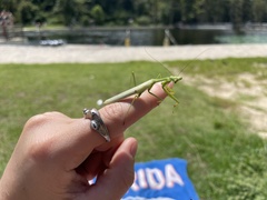 Stagmomantis floridensis