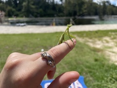 Stagmomantis floridensis