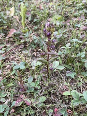 Gentianella amarella acuta
