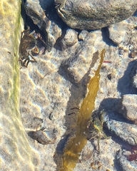 Pachygrapsus crassipes