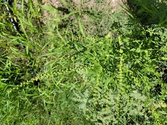 Ambrosia psilostachya