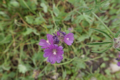 Sidalcea ranunculacea