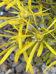 Leucadendron salignum