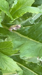 Hyla