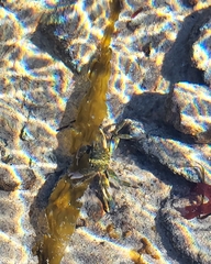 Pachygrapsus crassipes