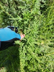 Ambrosia psilostachya