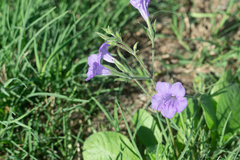 Ruellia simplex