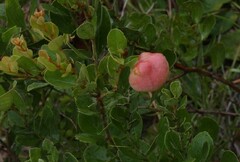 Lyonia fruticosa