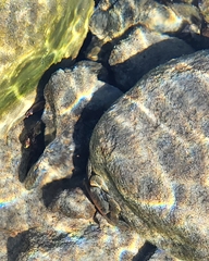 Pachygrapsus crassipes