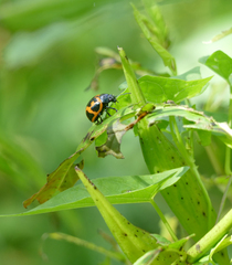 Labidomera clivicollis