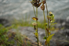 Cirsium oleraceum
