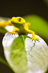 Naultinus elegans