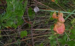 Lyonia fruticosa