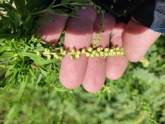 Ambrosia psilostachya