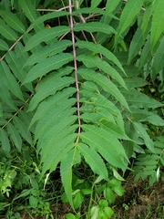 Rhus glabra