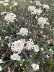 Pimelea linifolia