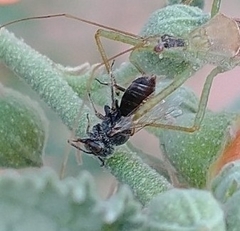Macroteropsis
