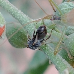 Macroteropsis