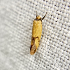 Plectobela ecliptica