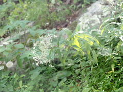 Eupatorium sessilifolium