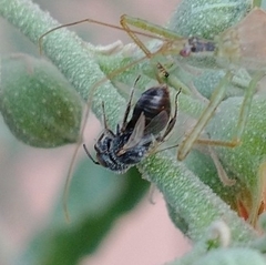 Macroteropsis