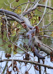 Nerodia sipedon sipedon