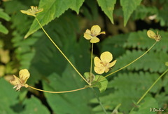 Bupleurum aureum