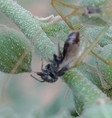 Macroteropsis