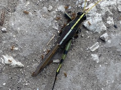 Schistocerca obscura