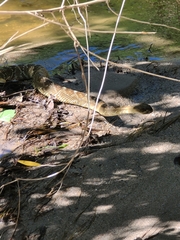 Crotalus molossus molossus