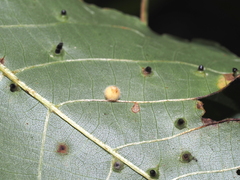 Caryomyia hirtidolium